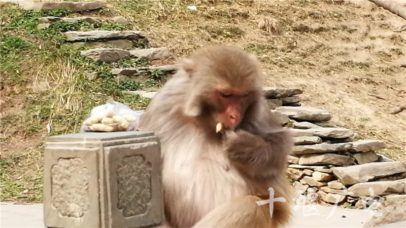有的猴子在假山石戏耍,有的猴子则在场子里吃着游客喂食的花生.
