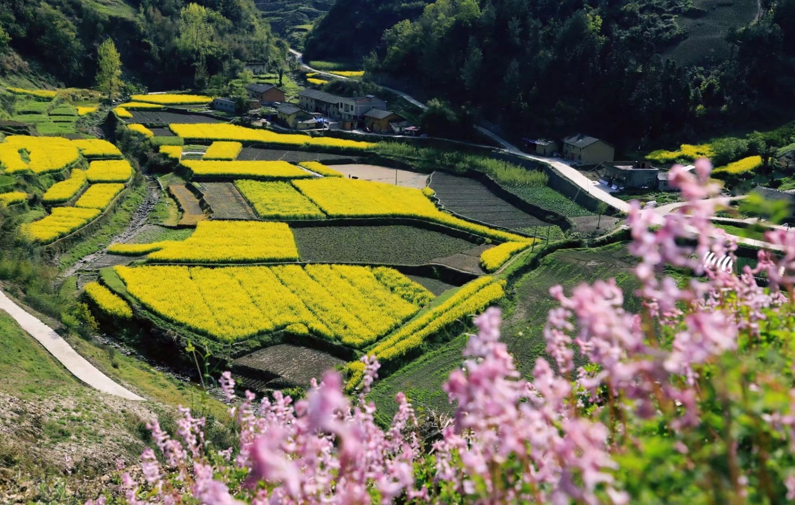 竹溪桃花岛邀您"云"赏春光