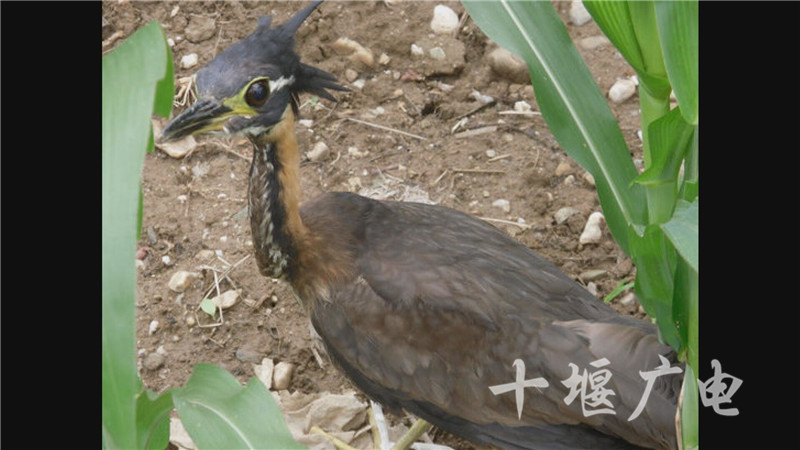 十堰有310种野生鸟类栖息,包括"世界最神秘的鸟"