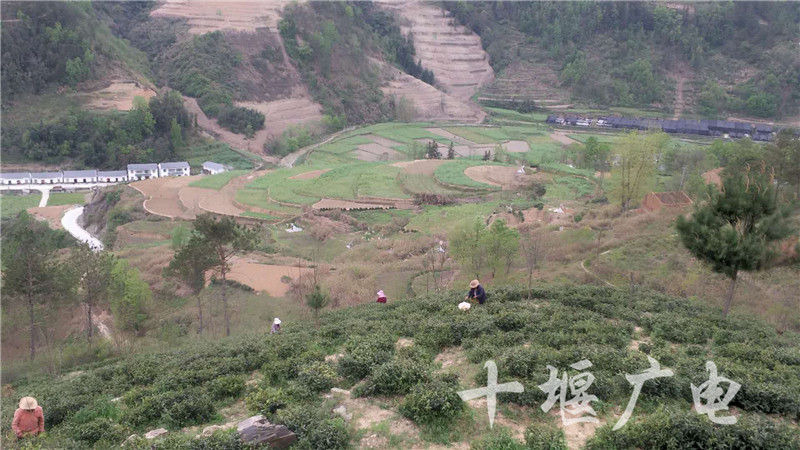 竹溪县汇湾镇:山沟沟里的合作社助农增收