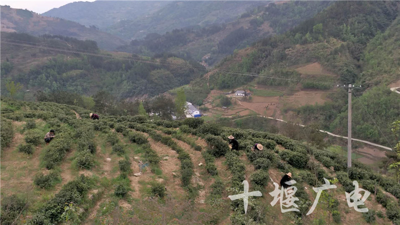 竹溪县汇湾镇:山沟沟里的合作社助农增收