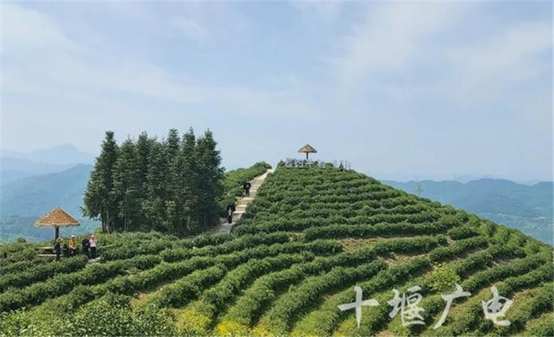 将在 平利老县镇蒋家坪村女娲凤凰茶业现代示范园区举行.