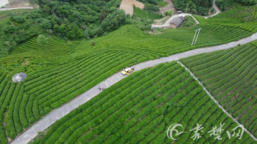 1/4近日,竹山县城关镇刘家山村2000多亩茶场绿意盎然,一排排错落有致