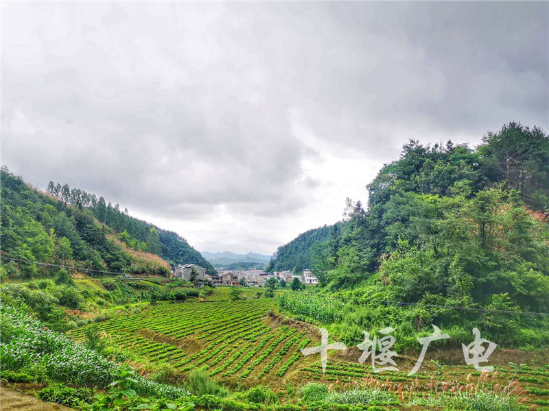 竹溪蒋家堰秋沟村:返乡建茶园,生态又富民