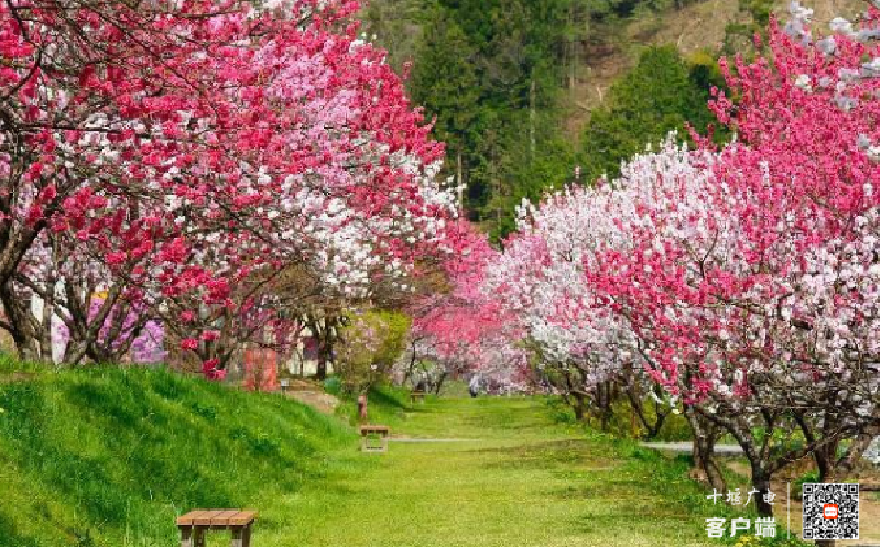 竹溪桃花岛景区位于竹溪县水坪镇向家汇村,植被丰富,文化底蕴深厚