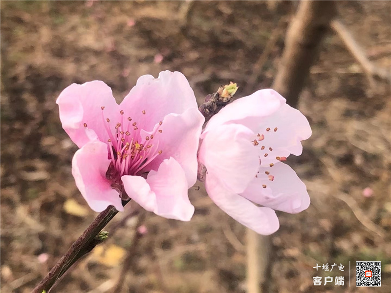 如果你还是单身,一定要去沾沾桃花运!