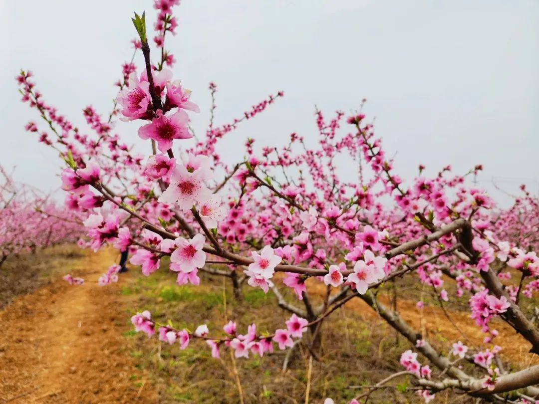 十堰城区—呼北高速—房陵大道—诗经大道 时下,竹溪县桃花岛上200多