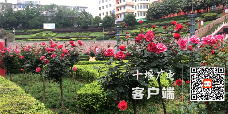 QQ截图20210423124340_副本