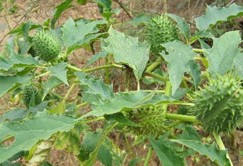 不少人在踏青之余都会采摘野菜回家吃,但并不是所有的野菜都是可食用