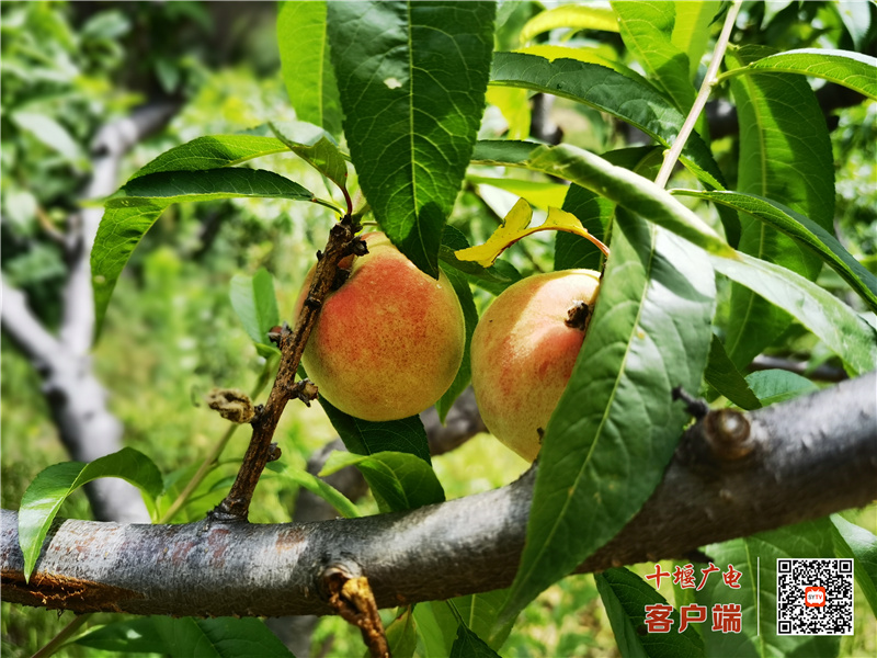 微信图片_20210617093706_副本