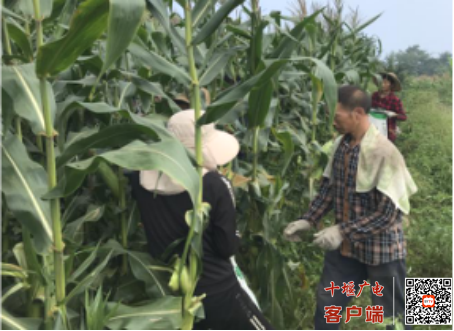 图片4