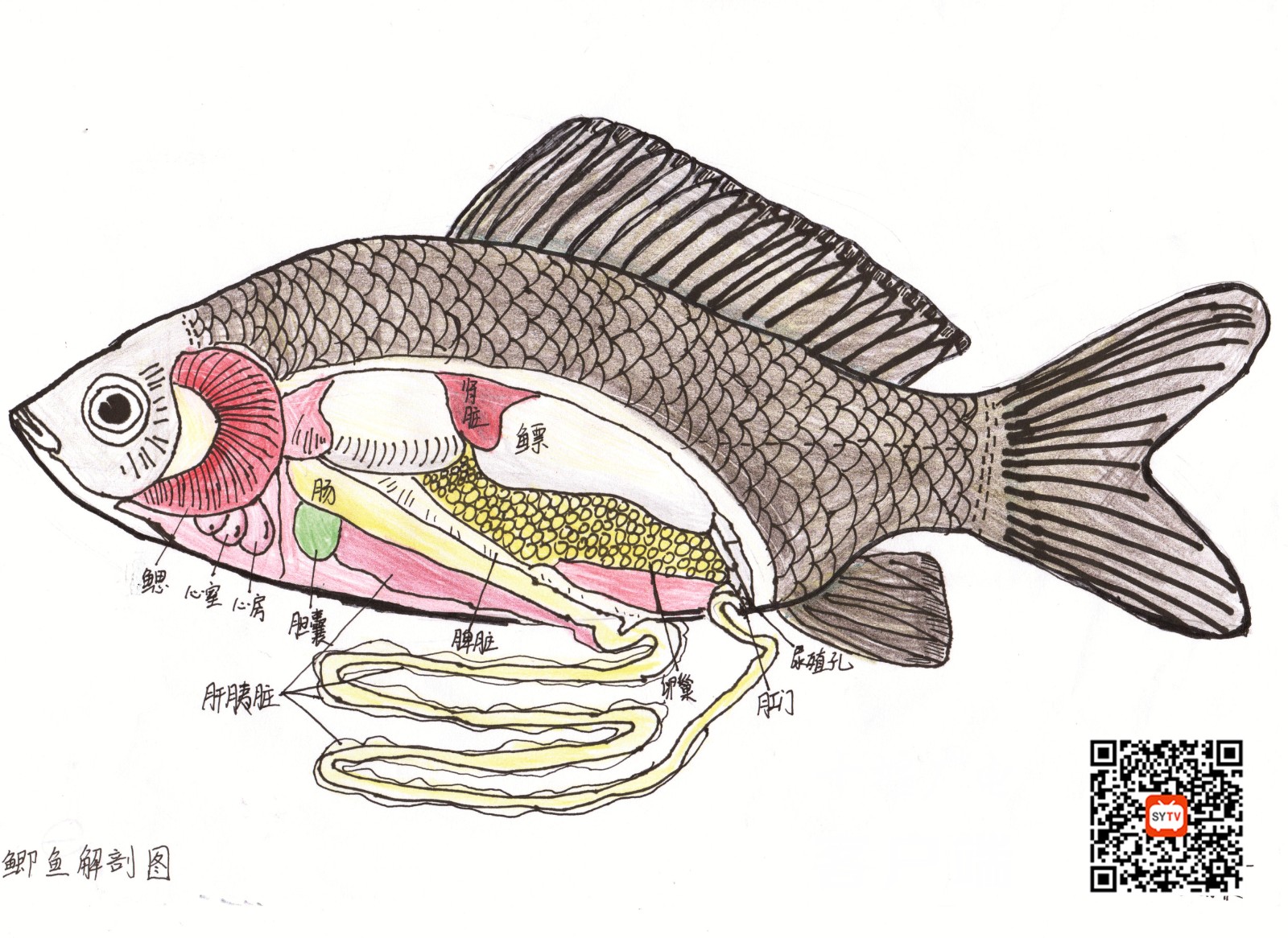 2.生物学科绘图竞赛优秀作品 (12)