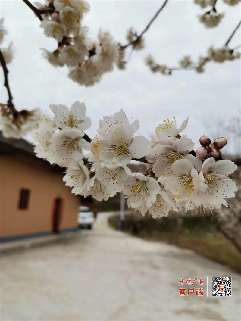 花12