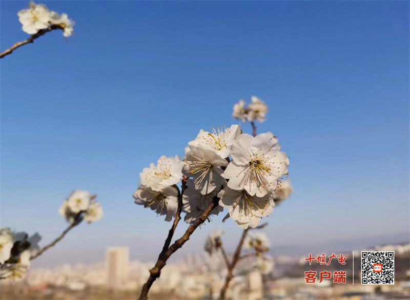 花3