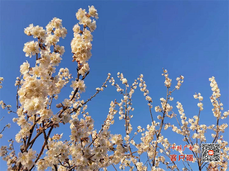 花10