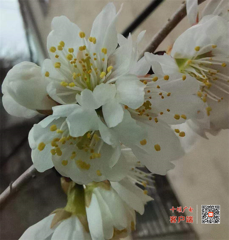 花8