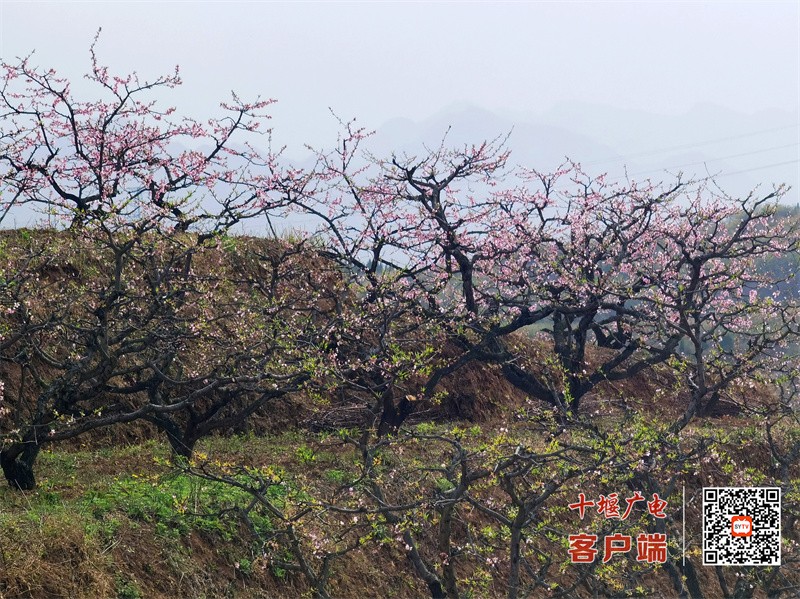 房4