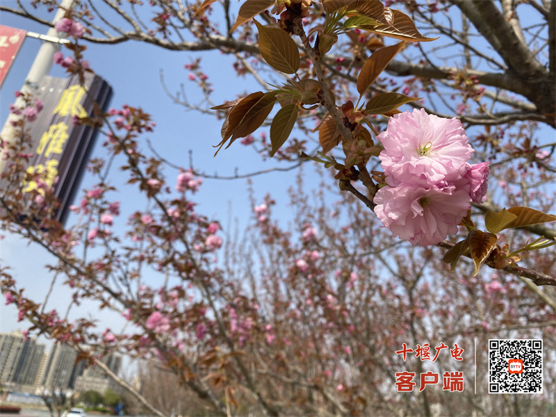 房18