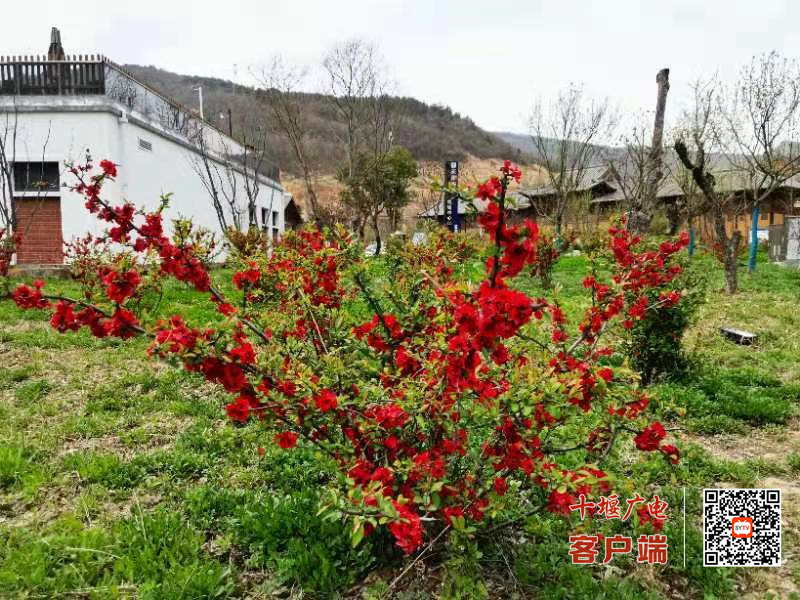 酒花4