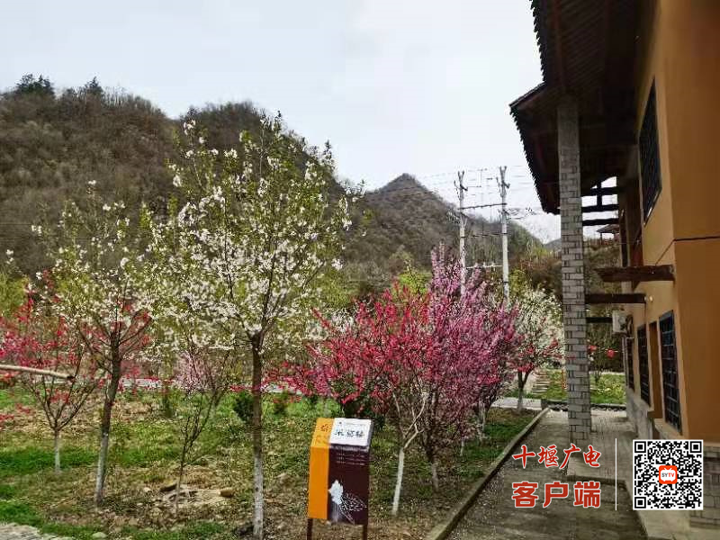 酒花3