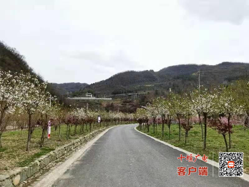 酒花5