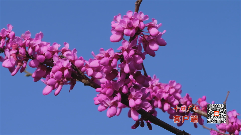 Still1201_00027