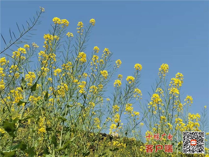 微信图片_20220403101139