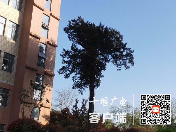 400余年的古柏守望校园