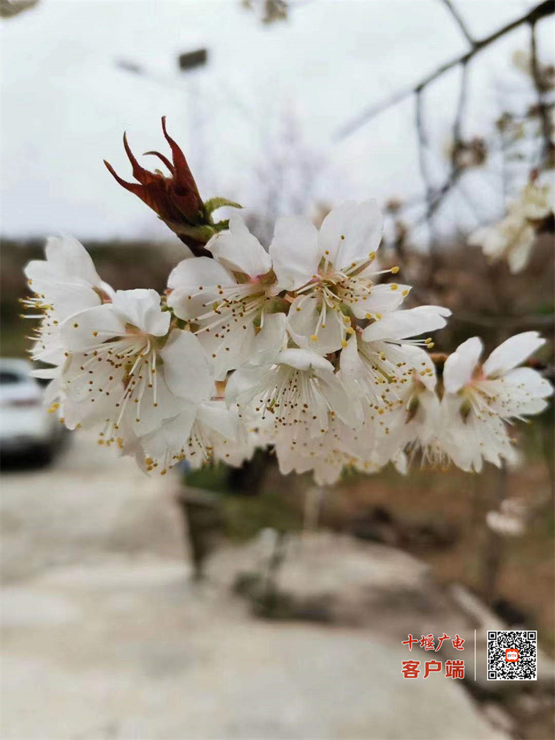 花13