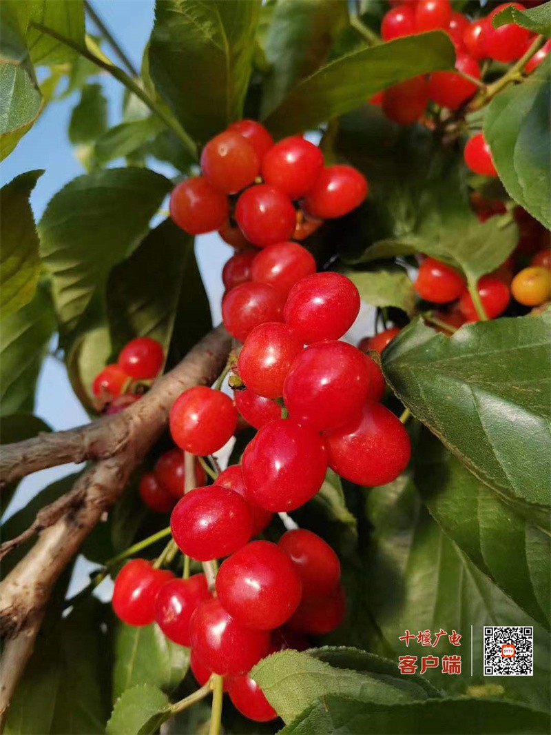 樱桃4