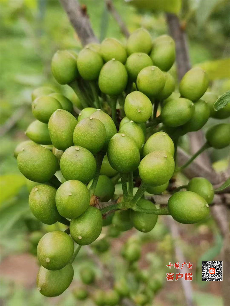 樱桃7