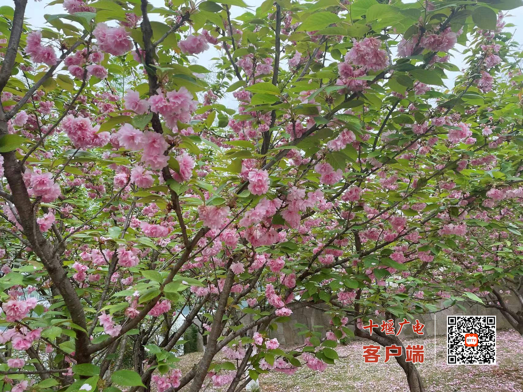 微信图片_20220413205725_副本