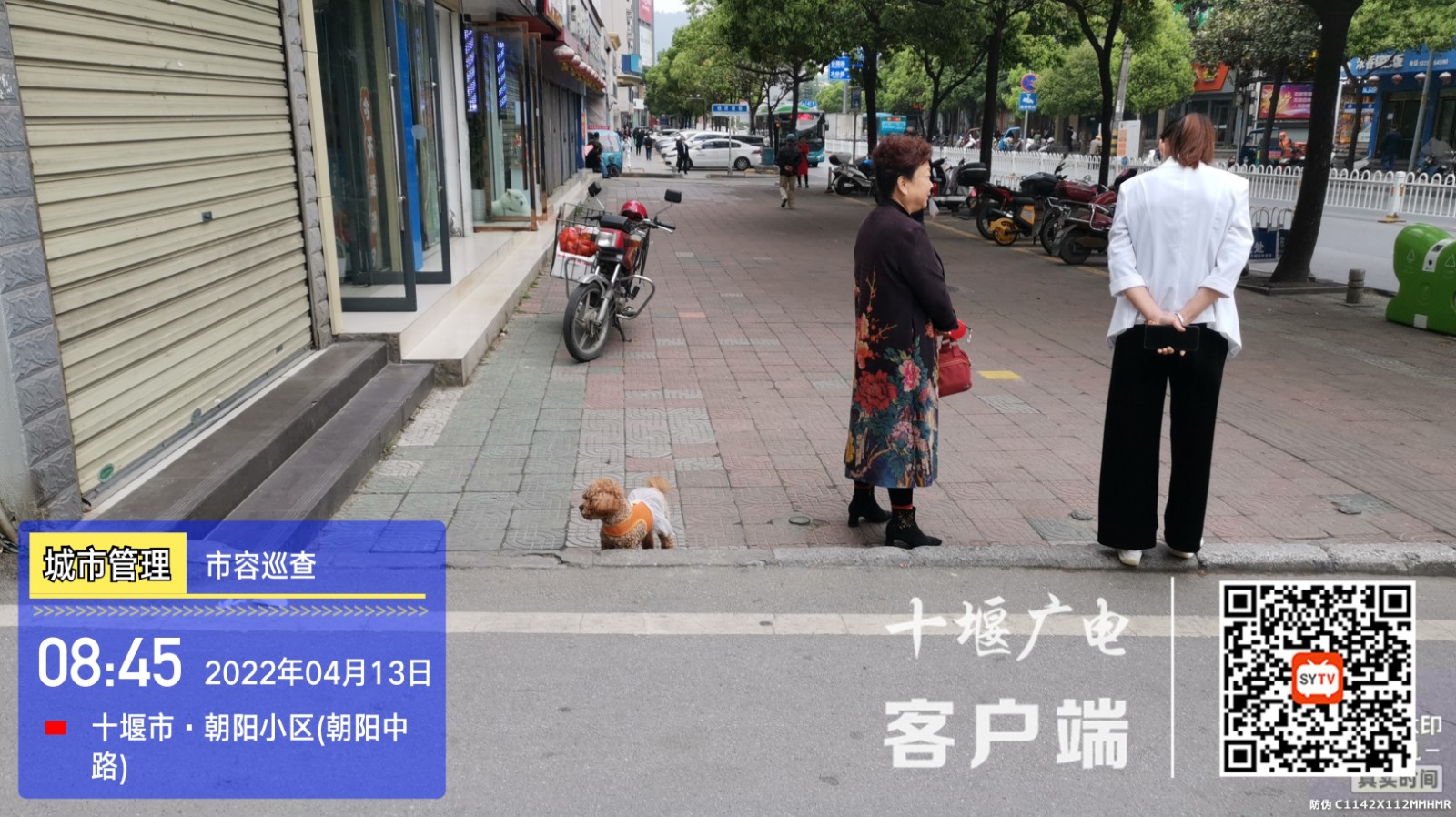 朝阳中路十堰市税务局旁溜狗未牵绳