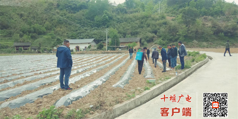 宝石村大池烟叶移栽现场