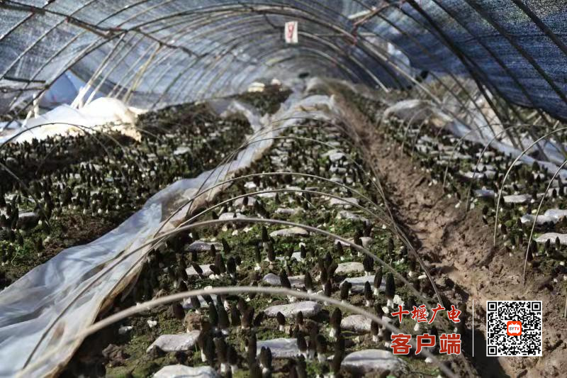 中村村羊肚菌产业基地