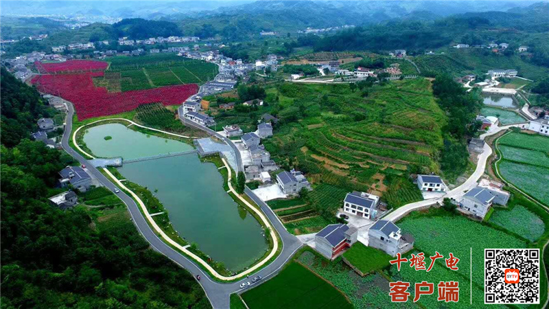 莲花田园 (1)
