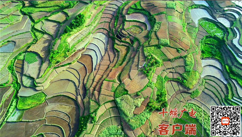 中峰贡米田园
