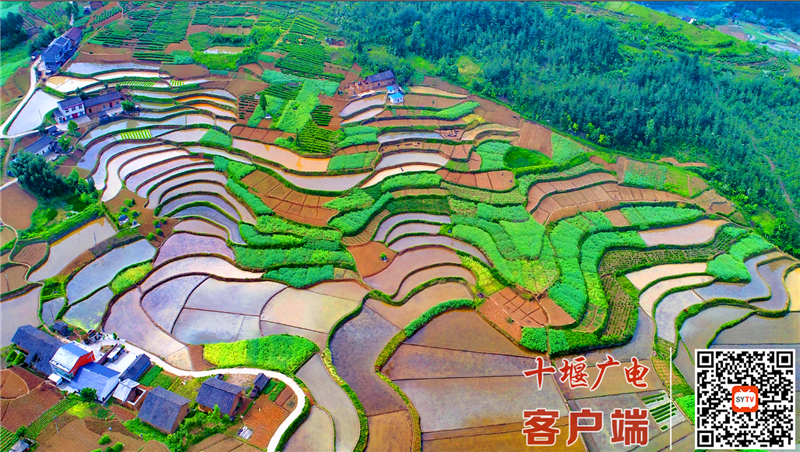 中峰贡米田园1