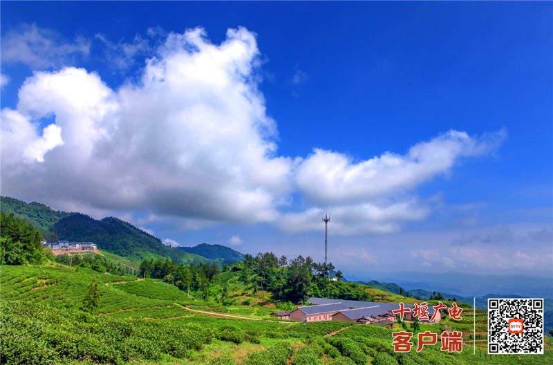 龙王垭茶园