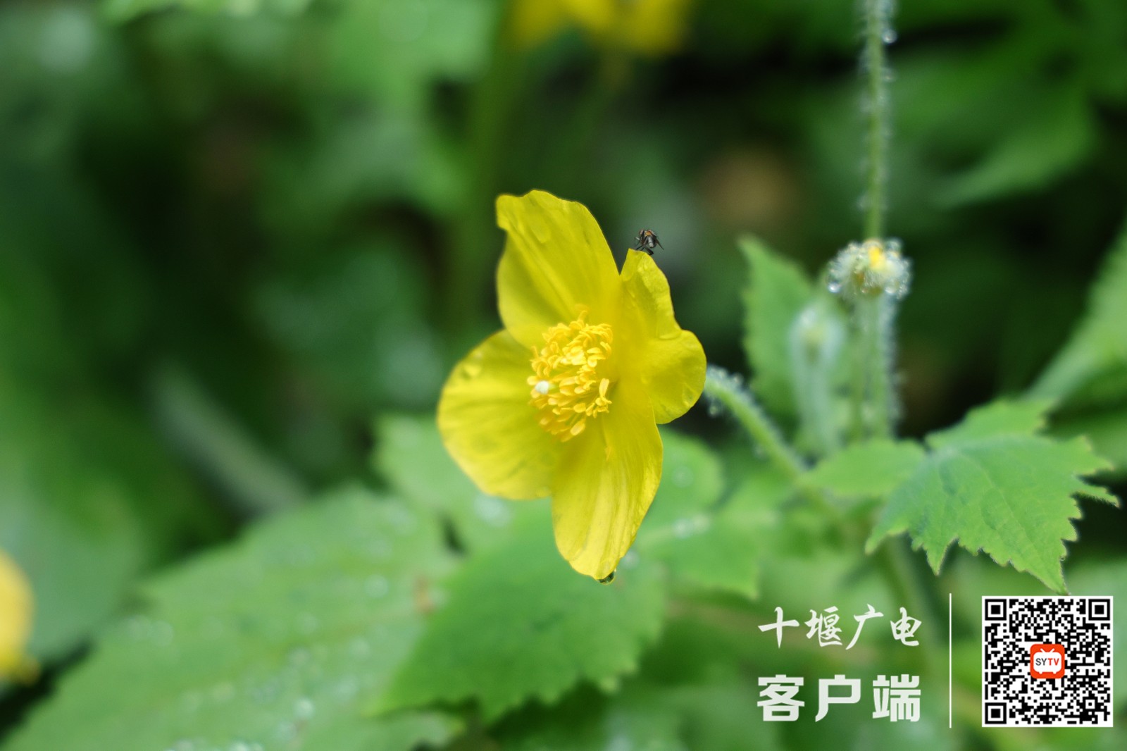 白屈菜