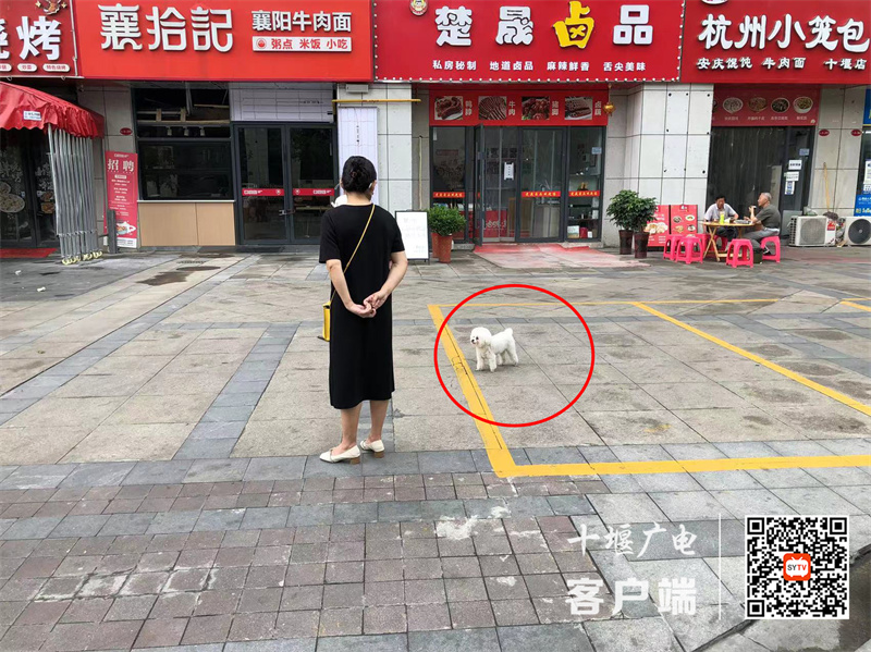 凯旋大道金色里程小区门面外存在遛狗不牵绳的不文明行为