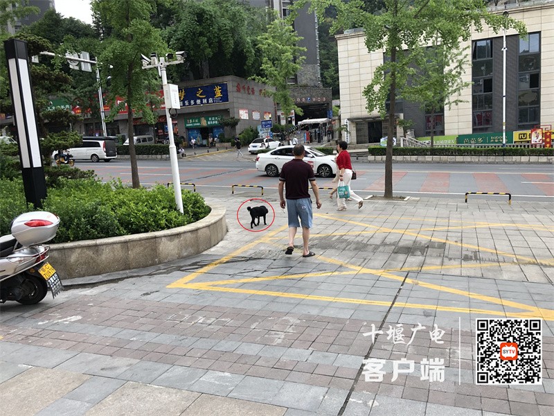 凯旋大道人行道存在遛狗不牵绳的不文明行为