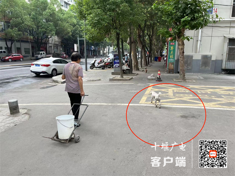 车城路存在溜狗不牵绳的不文明行为