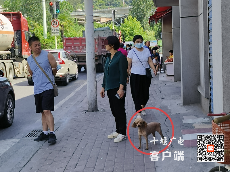 03.北京北路沿线存在遛狗不牵绳的不文明行为