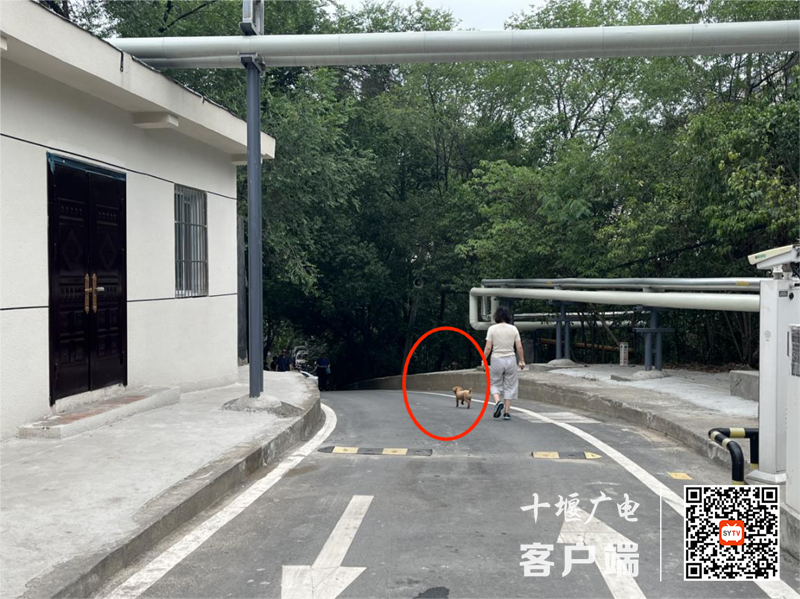 03.动力厂小区存在遛狗不牵绳的不文明行为