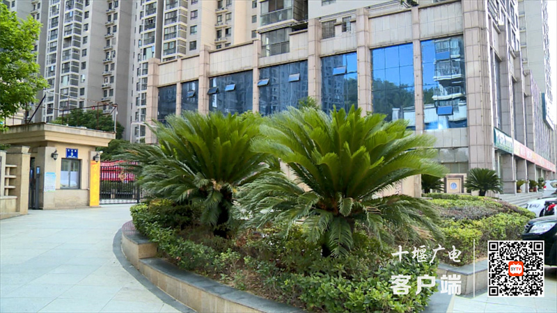 铁树开花.MPG_20220705_110055257