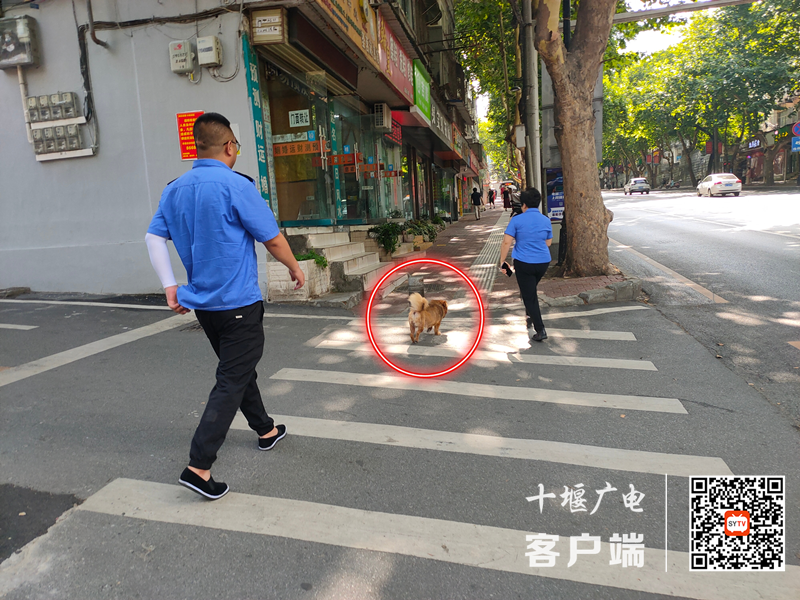 东岳路存在遛狗不牵绳的不文明行为