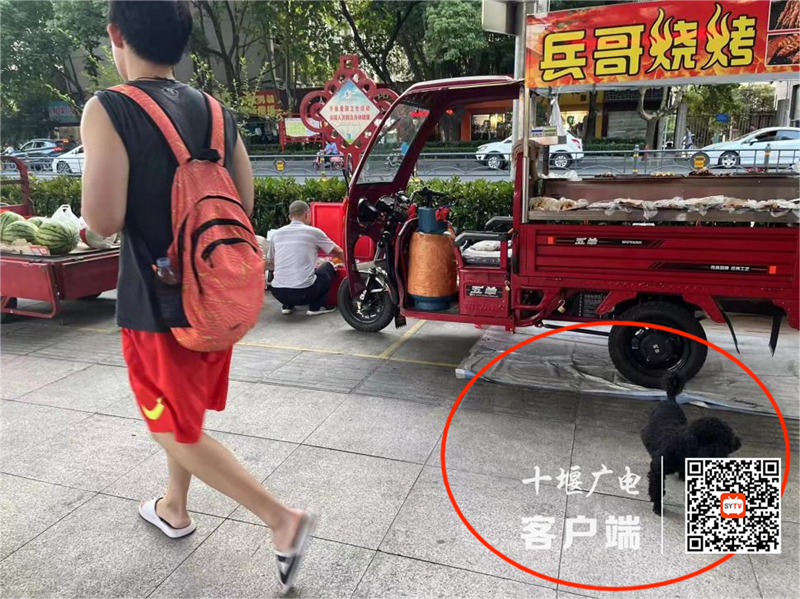 车城路存在遛狗不牵绳的不文明行为