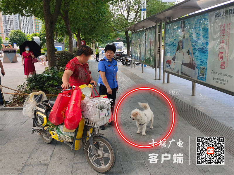 凯旋大道存在遛狗不牵绳的不文明行为