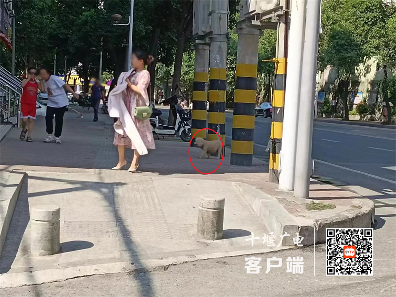 汉江中路存在遛狗不牵绳的不文明行为
